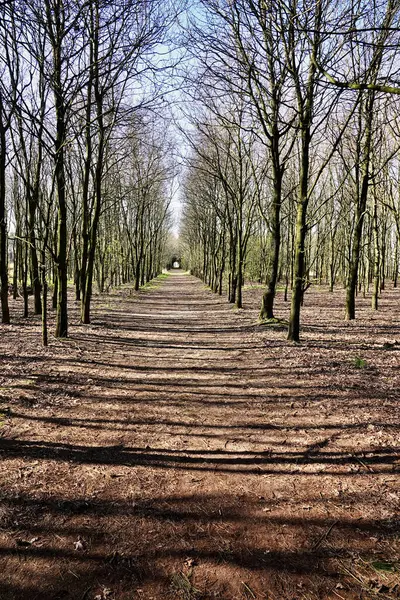 Een Verticaal Shot Van Een Prachtig Bos Een Zonnige Zomerdag — Stockfoto