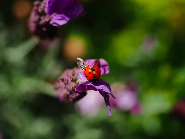 Mor Bir Çiçeğin Üzerindeki Uğur Böceğinin Seçici Odak Noktası — Stok fotoğraf