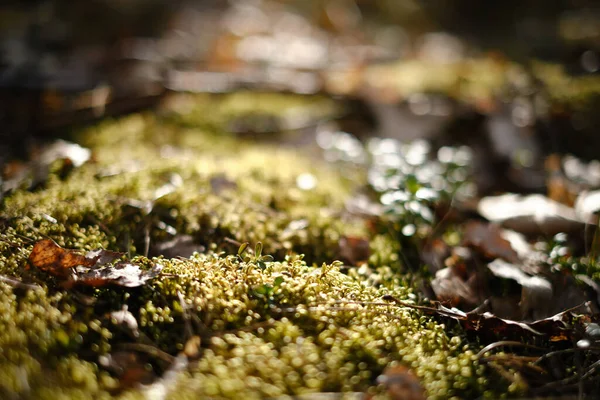 熱帯雨林の苔で覆われた地面に緑の夏の日差しのショット — ストック写真