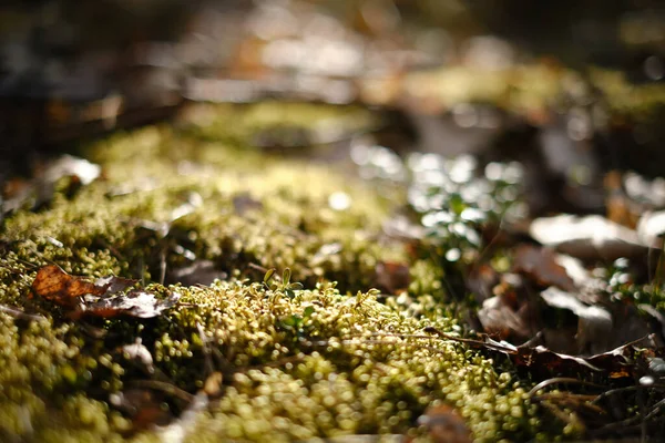 Bild Grönt Sommarsolljus Marken Täckt Med Mossa Tropisk Vild Skog — Stockfoto