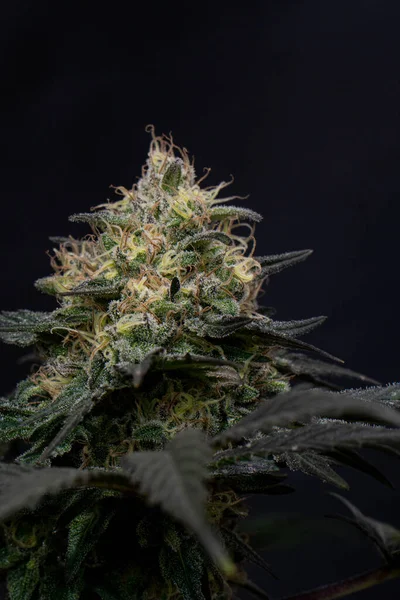 Függőleges Közelkép Beltéri Termesztésű Marihuána Cannabis Növények Virágok Fekete Alapon — Stock Fotó
