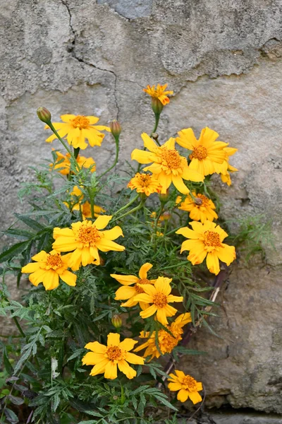 Возьмем Букет Темно Желтых Цветков Марихуаны Листьями Посадим Домашнем Саду — стоковое фото