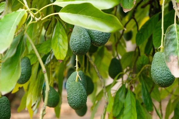 The organic hass avocados on a tree