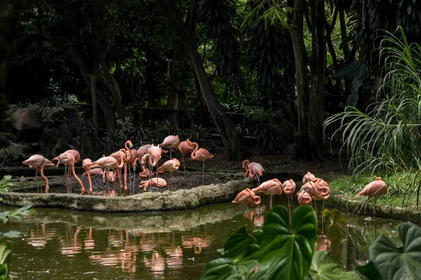 Beautiful Shot Flamboyance Flamingos Standing Shallow Water Lake Aviary Zoo — Stock Photo, Image