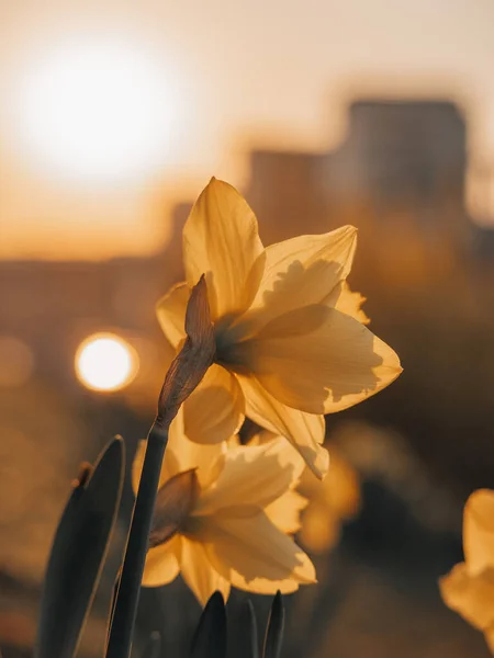 Een Close Shot Van Mooie Wilde Narcissen Bij Zonsondergang Met — Stockfoto