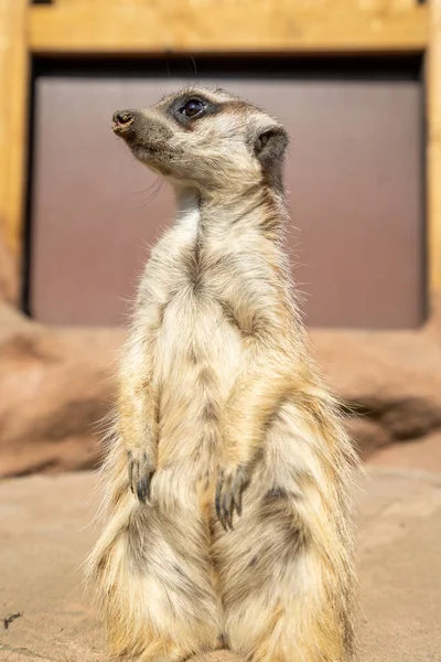 Tiro Vertical Meerkat — Fotografia de Stock