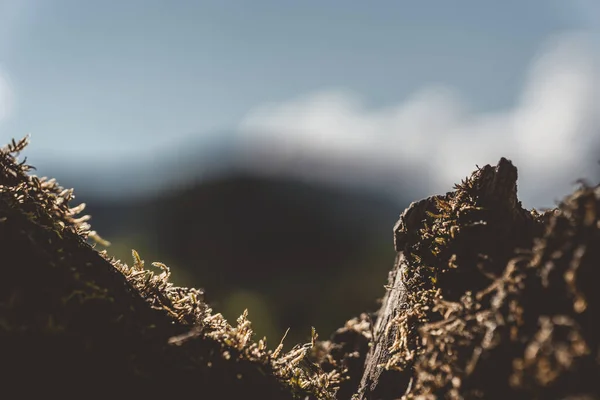 Detailní Záběr Mechu Stromě — Stock fotografie