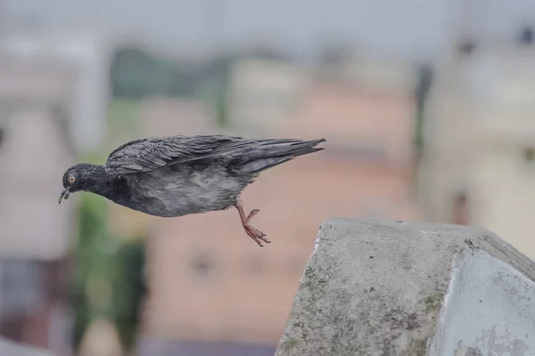 Pigeon Sautant Sur Fond Flou — Photo