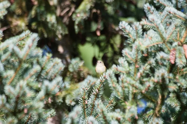 Ένα Μικρό Πουλί Goldcrest Σκαρφαλωμένο Ένα Πεύκο — Φωτογραφία Αρχείου