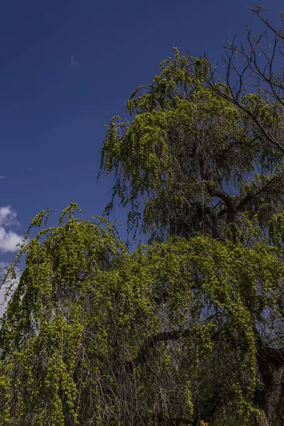 Ein Grüner Baum Nationalen Botanischen Garten Teheran Iran — Stockfoto