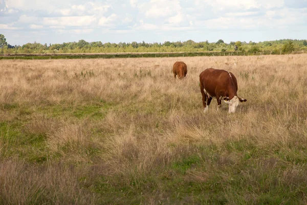 奶牛在牧场上吃草 — 图库照片