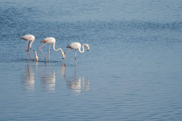 Eine Nahaufnahme Der Schönen Flamingos Die Einem Fluss Stehen — Stockfoto