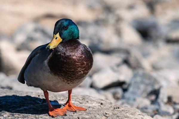 Nahaufnahme Einer Stockente Auf Einem Felsen Nashville — Stockfoto