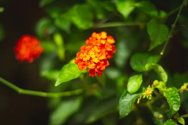 Flores Vermelhas Verbena Crescendo Jardim — Fotografia de Stock