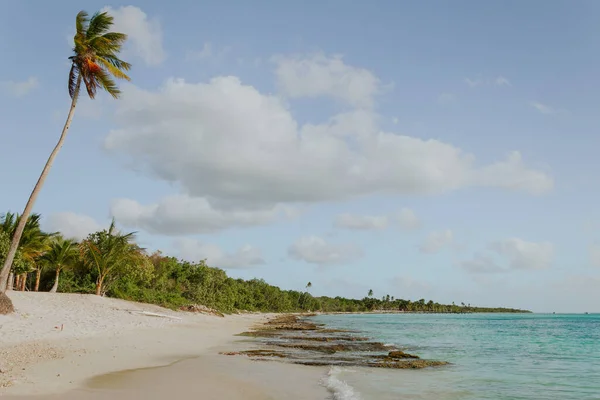 Сонячний Тропічний Пляж Баяхібе Пальмами Домініканській Республіці — стокове фото