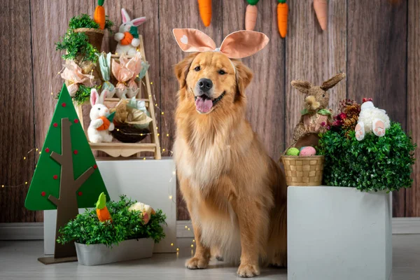 Ritratto Ravvicinato Golden Retriever Con Lingua Fuori Seduto Tra Decorazioni — Foto Stock