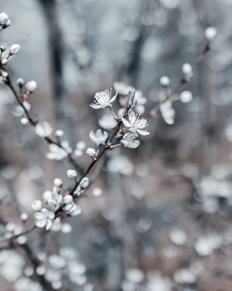 Ένα Ρηχό Κέντρο Ενός Ανθισμένου Κλαδιού Δέντρου Μικρά Λευκά Άνθη — Φωτογραφία Αρχείου