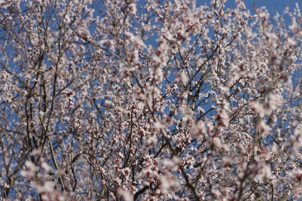 Closeup View Spring Tree Bavaria — Stock Photo, Image