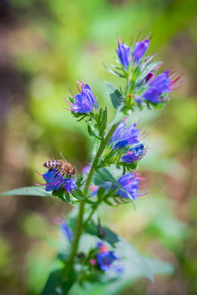 Ένα Κάθετο Πλάνο Ενός Φυτού Viper Bugloss Μια Δυτική Μέλισσα — Φωτογραφία Αρχείου