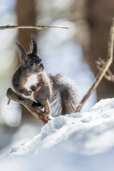 Close Esquilo Inverno Uma Trilha Esquilo Arosa — Fotografia de Stock