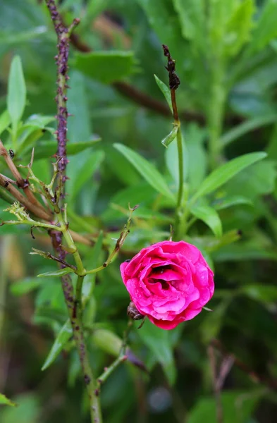 Een Verticaal Close Shot Van Een Roze Roos Groeiend Tuin — Stockfoto