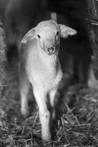 Graustufenaufnahme Eines Niedlichen Lammes Auf Einer Weide — Stockfoto
