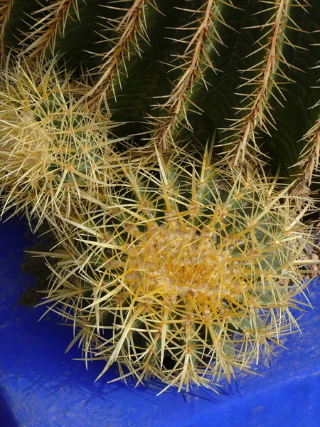 Beczka Kaktusa Ogrodzie Botanicznym Jardin Majorelle Marrakeszu Maroko — Zdjęcie stockowe