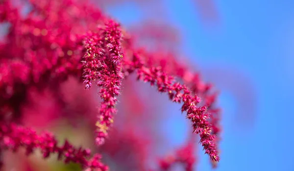 Närbild Vackra Rosa Amaranth Blommor Trädgård — Stockfoto