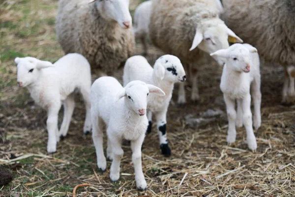 A closeup shot of cute little lambs in a pasture