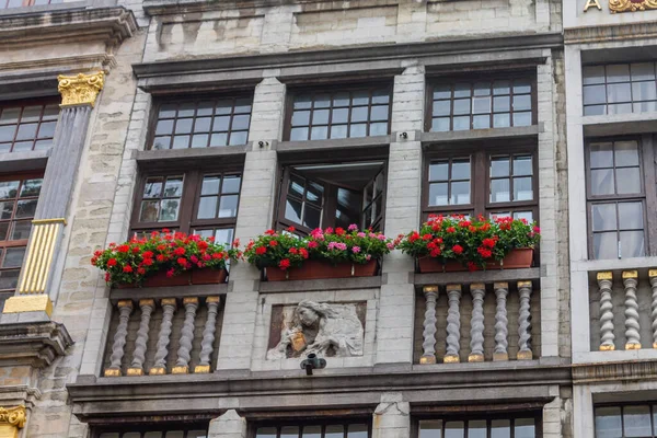 Zbliżenie Kwiatów Balkonie Zabytkowych Budynkach Gildii Grand Place Centrum Brukseli — Zdjęcie stockowe