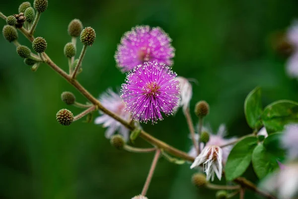 Närbild Lila Vackra Mimosa Pudica Blommor Trädgård — Stockfoto
