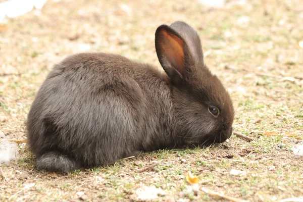 Primer Plano Conejo Negro Esponjoso Tirado Suelo Baviera Alemania — Foto de Stock