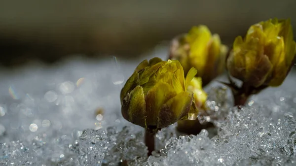 Primer Plano Una Flor Amarilla Rodeada Hielo —  Fotos de Stock