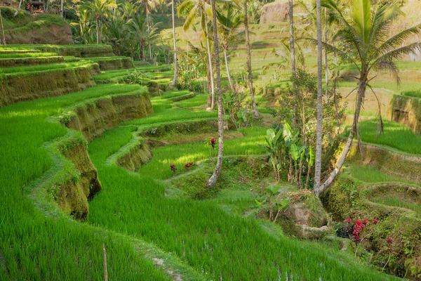 Una Hermosa Vista Las Terrazas Arroz Tegalalang Bali — Foto de Stock