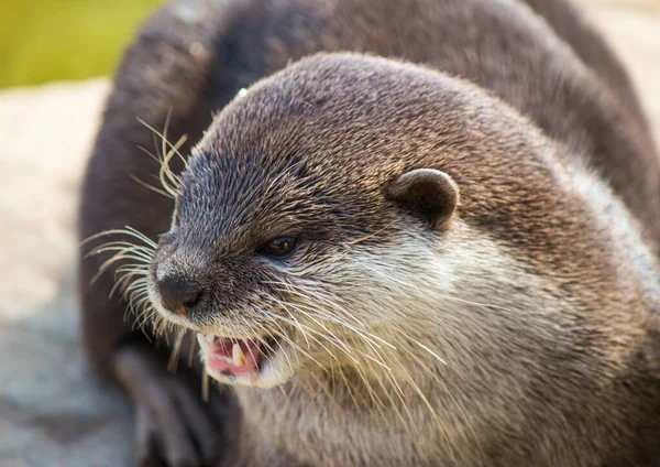 Closeup Angry Asian Small Clawed Otter Showing Its Teeth — Stock Photo, Image