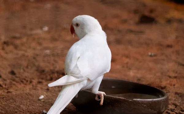 Closeup Shot White Parrot Perched Brown Field — Stock Photo, Image