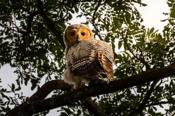 Bel Ritratto Gufo Tawny Seduto Ramo Albero — Foto Stock