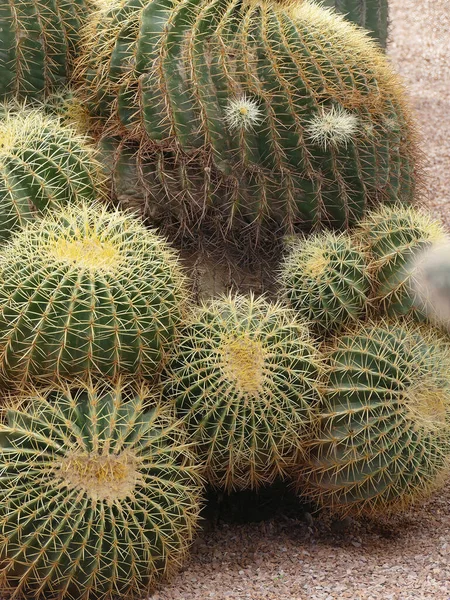 Marakeş Fas Taki Jardin Majorelle Botanik Bahçesindeki Fıçı Kaktüsü — Stok fotoğraf