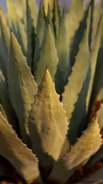 Gros Plan Vertical Une Plante Aloe Vera Dans Jardin — Photo