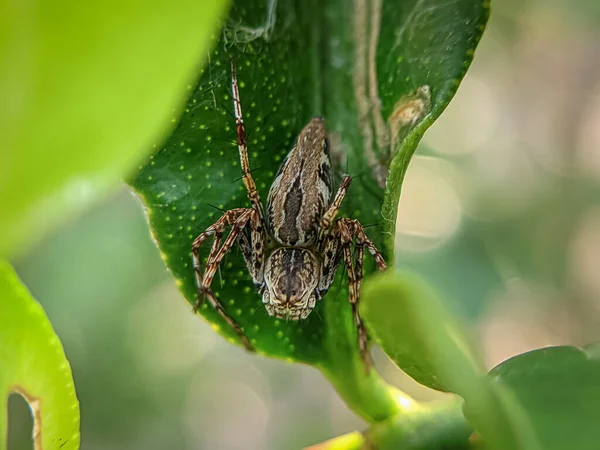 Une Macro Photo Araignée Oxyopes Sur Feuille Verte Avec Fond — Photo