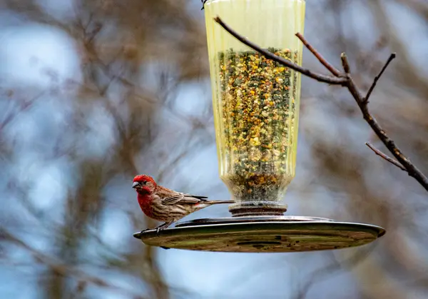 Passarinho Vermelho Sentado Alimentador Pássaros Fundo Embaçado — Fotografia de Stock