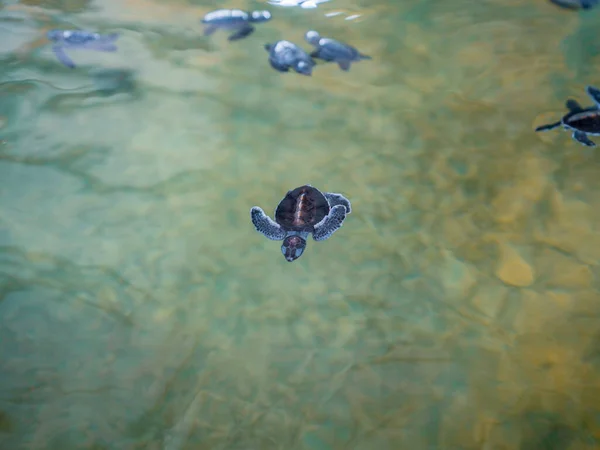 Крупный План Черепашек Общество Охраны Морских Черепах — стоковое фото