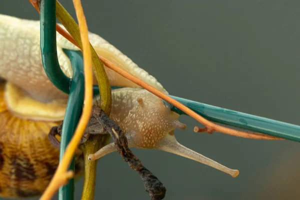 Tiro Macro Caracol Uma Cerca Arame — Fotografia de Stock