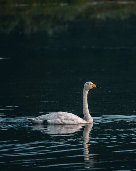 Неглубокий Снимок Лебедя Плавающего Спокойной Воде Озера Дневное Время Размытом — стоковое фото
