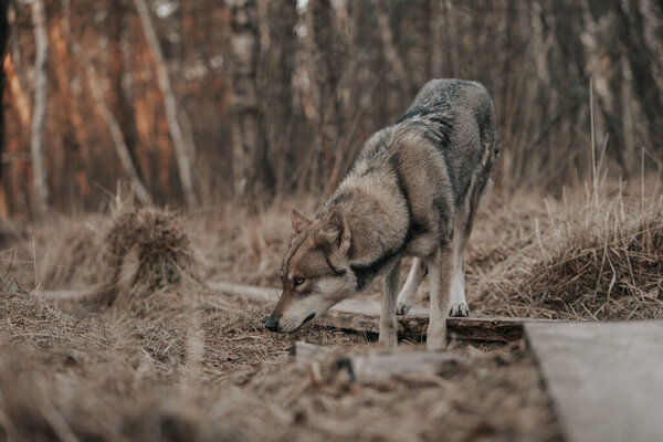 A shot of a Saarloos Wolfdog in a park smelling the herbs with blurred background