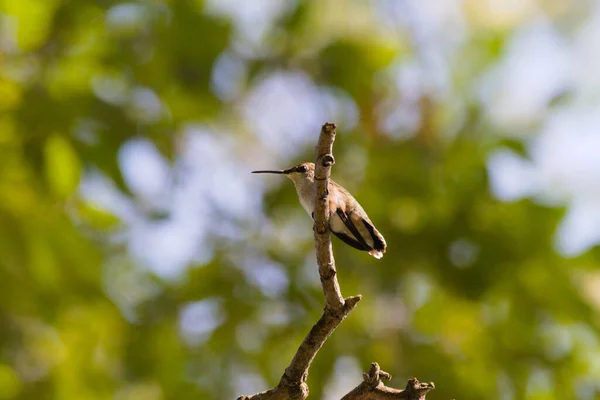 Eine Nahaufnahme Eines Niedlichen Spatzenvogels Auf Einem Baum — Stockfoto
