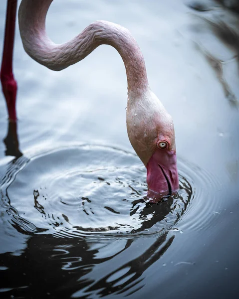 Tiro Seletivo Foco Uma Água Potável Flamingo Lagoa — Fotografia de Stock