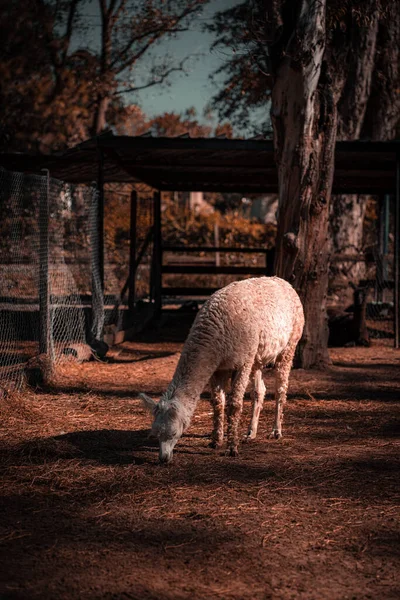 Vertical Shot White Llama Lama Glama Eating Grass Farm — Stock Photo, Image