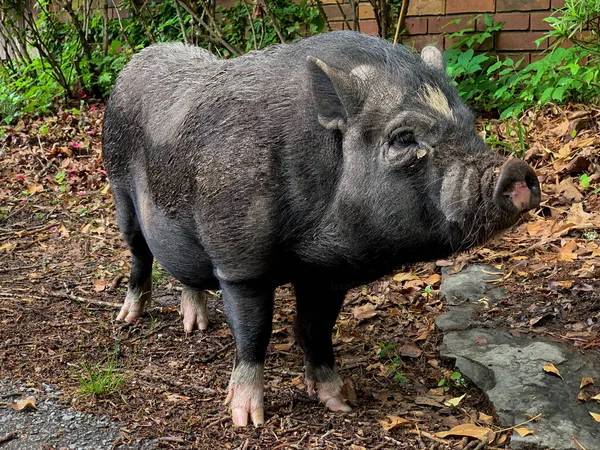 Beautiful Shot Vietnamese Pot Bellied Pig Garden Green Plants — Stock Photo, Image