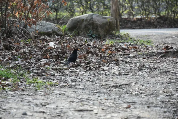 Крихітна Поширена Чорна Пташка Turdus Merula Стоїть Опале Листя — стокове фото